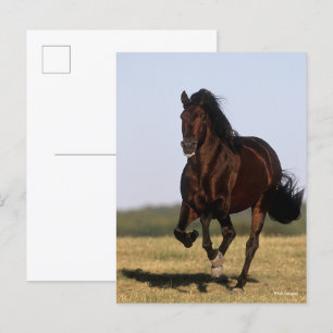 Carte Postale Bob Langrish   Stallion andalou en marche