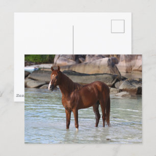 Carte Postale Bob Langrish   Stallion Arabe Dans L'Eau