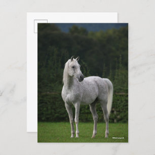 Carte Postale Bob Langrish   Stallion arabe gris debout