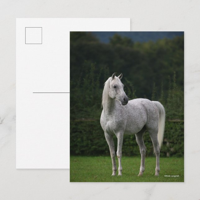 Carte Postale Bob Langrish | Stallion arabe gris debout (Devant / Derrière)