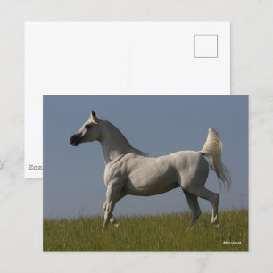 Carte Postale Bob Langrish   Stallion arabe gris en campagne