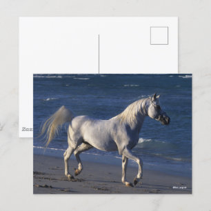 Carte Postale Bob Langrish   Stallion Arabe Gris Marchant Sur La