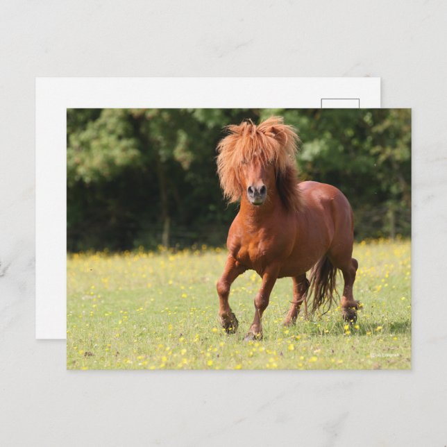Carte Postale Bob Langrish | Stallion de poney de châtaignes (Devant / Derrière)