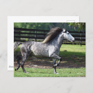 Carte Postale Bob Langrish   Stallion lusitano gris pomme