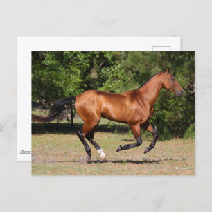 Carte Postale Bob Langrish   Stallion Teke Bay Akhal en cours