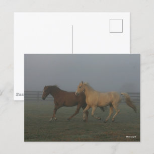 Carte Postale Bob Langrish   Tennessee Promenade Chevaux courir
