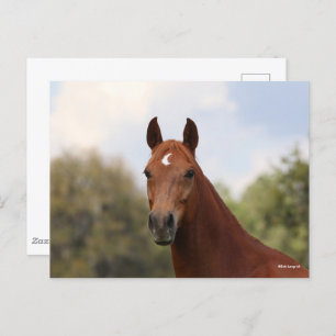 Carte Postale Bob Langrish   Tirage de châtaignier Oldenburg