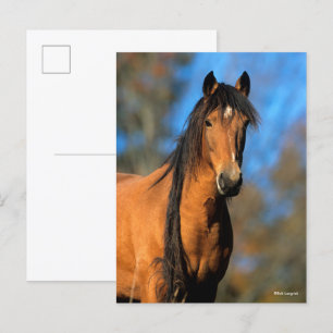 Carte Postale Bob Langrish   Tirage de la tête du ponceau Chocta
