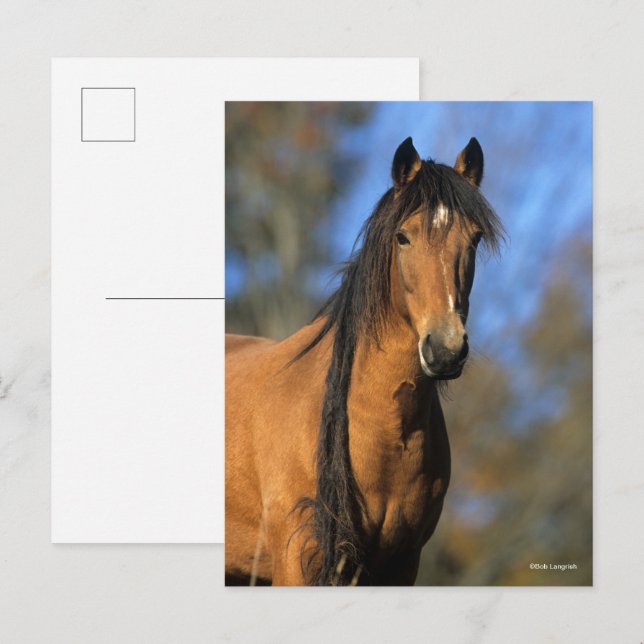 Carte Postale Bob Langrish | Tirage de la tête du ponceau Chocta (Devant / Derrière)