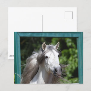 Carte Postale Bob Langrish   Tirage d'un stallion andalou gris