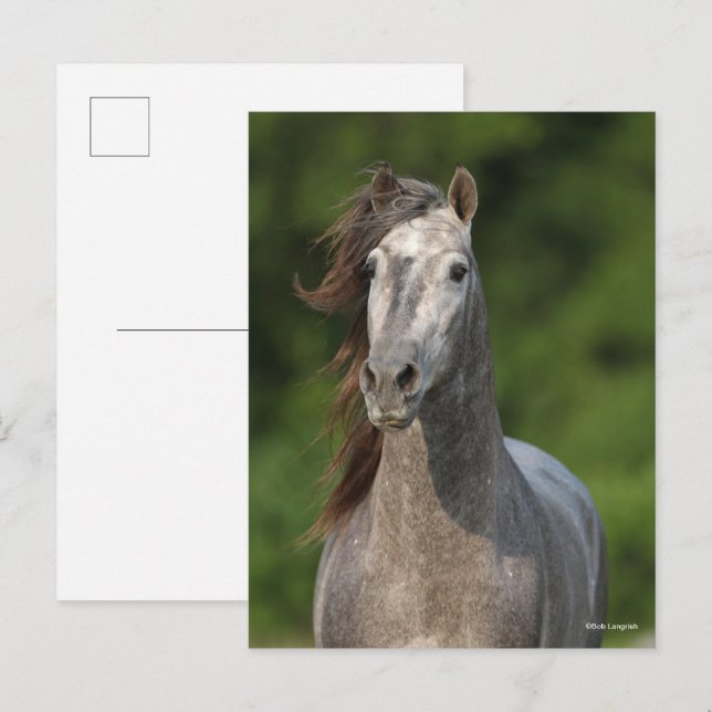 Carte Postale Bob Langrish | Tirage d'un stallion andalou gris (Devant / Derrière)