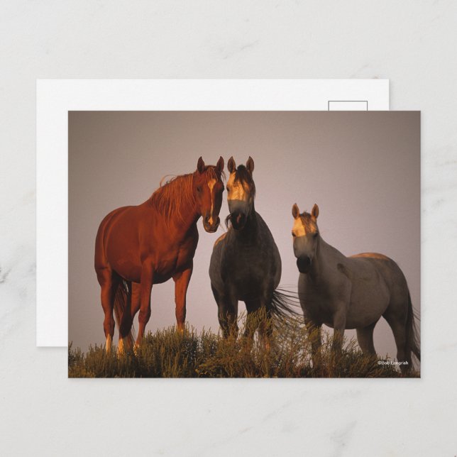 Carte Postale Bob Langrish | Trois Arabes debout au coucher du s (Devant / Derrière)