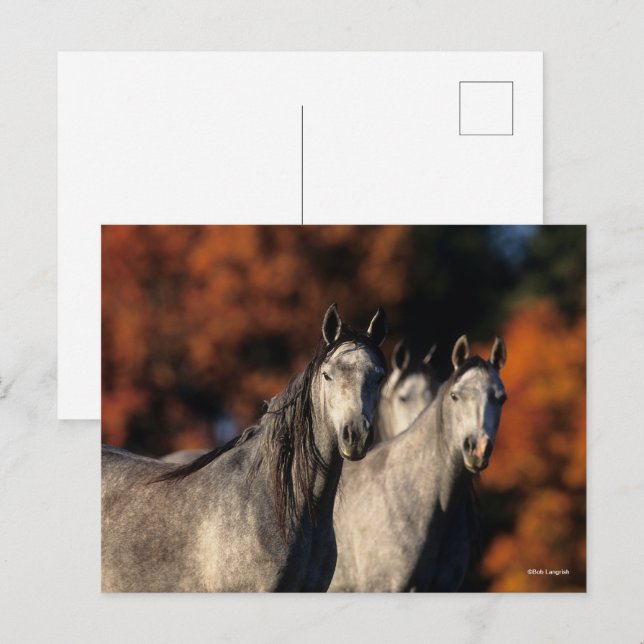 Carte Postale Bob Langrish | Trois Arabes gris se rassemblent (Devant / Derrière)