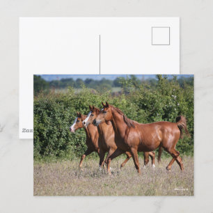 Carte Postale Bob Langrish   Trois Chevaux arabes châtaigniers e