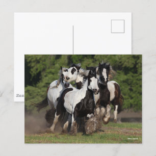 Carte Postale Bob Langrish   Troupeau De Chevaux De Vannières Ts