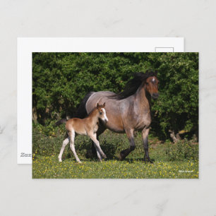 Carte Postale Bob Langrish   Welsh Pony Mare and Foal Running