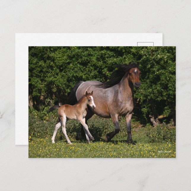 Carte Postale Bob Langrish | Welsh Pony Mare and Foal Running (Devant / Derrière)