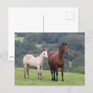 Carte Postale Bob Langrish   Welsh Pony Mare and Foie Standing