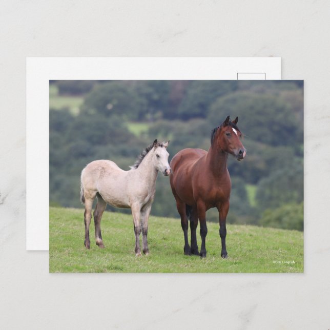 Carte Postale Bob Langrish | Welsh Pony Mare and Foie Standing (Devant / Derrière)