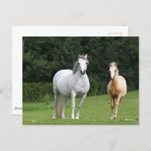 Carte Postale Bob Langrish   Welsh Pony Mare et Foie