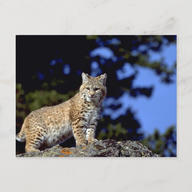 Carte Postale Bobcat (Devant)