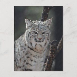 Carte Postale Bobcat