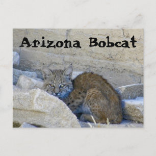 Carte Postale Bobcat Arizona