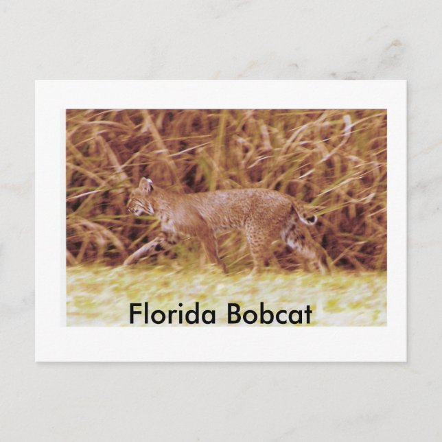 Carte Postale Bobcat de Floride (Devant)