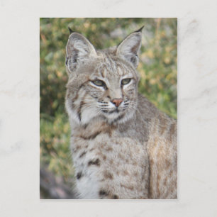 Carte postale Bobcat du désert
