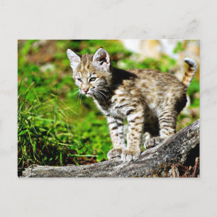 Carte Postale Bobcat Kitten