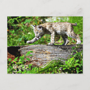 Carte Postale Bobcat Kitten sur la sonde