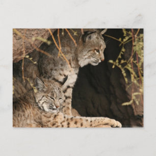 Carte postale Bobcat Photos