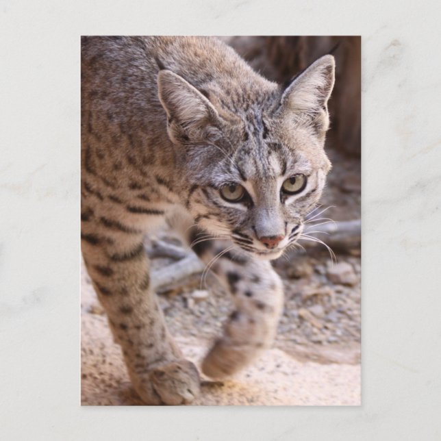 Carte Postale Bobcat simple (Devant)