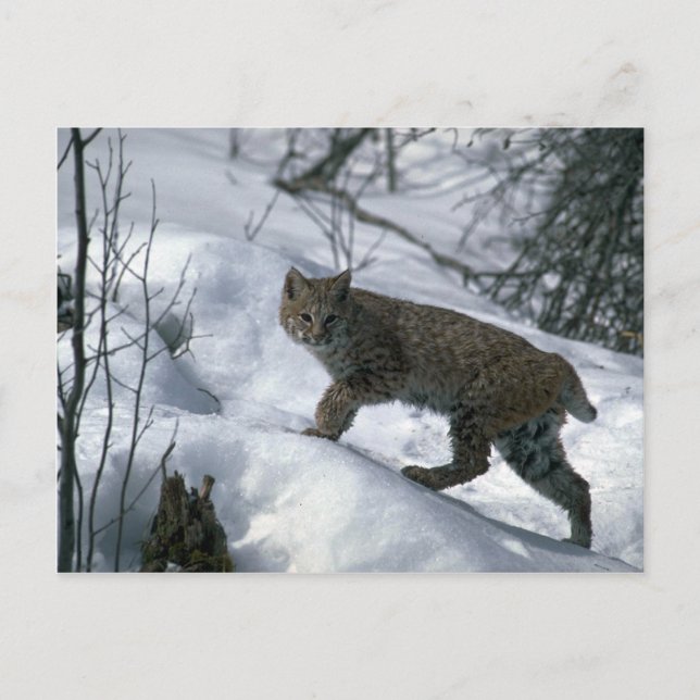 Carte Postale Bobcat sur la neige (Devant)