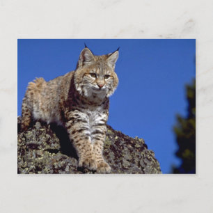 Carte Postale Bobcat surligné