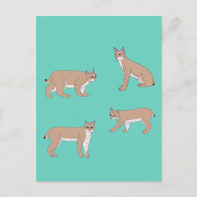 Carte Postale Bobcats (Devant)