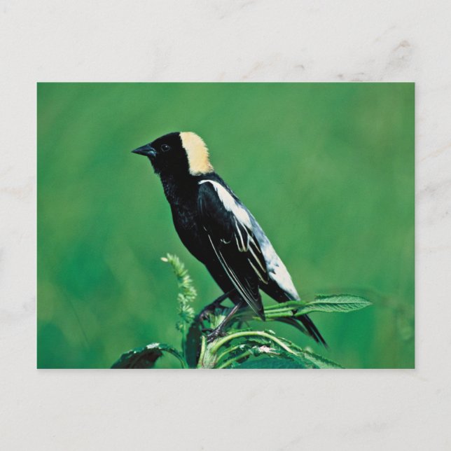 Carte Postale Bobolink (Devant)