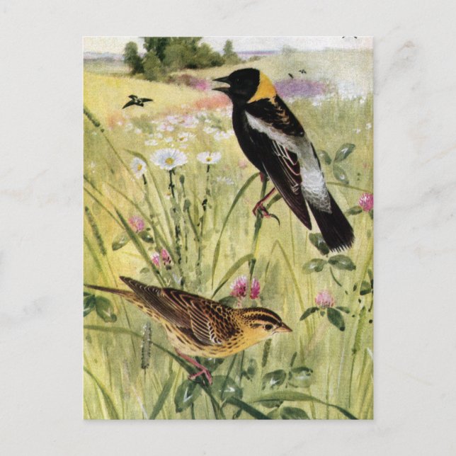 Carte Postale Bobolinks, marguerites et trèfle rose (Devant)