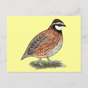 Carte Postale Bobwhite Quail