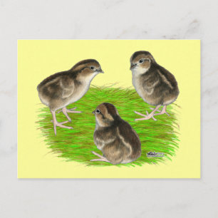 Carte Postale Bobwhite Quail Chicks