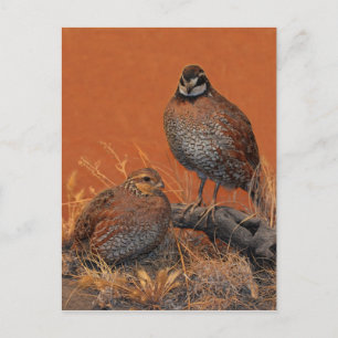 Carte Postale Bobwhite Quail (Géorgie, Missouri et Tennessee)