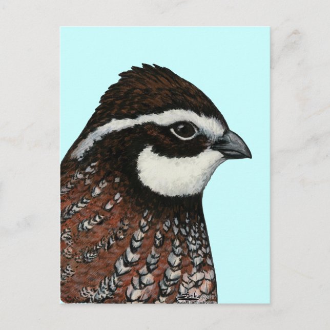 Carte Postale Bobwhite Quail Head (Devant)