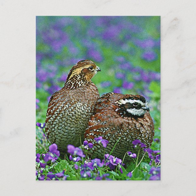 Carte Postale Bobwhite Quail Photographie (Devant)