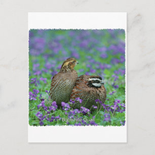 Carte Postale Bobwhite Quail Photographie