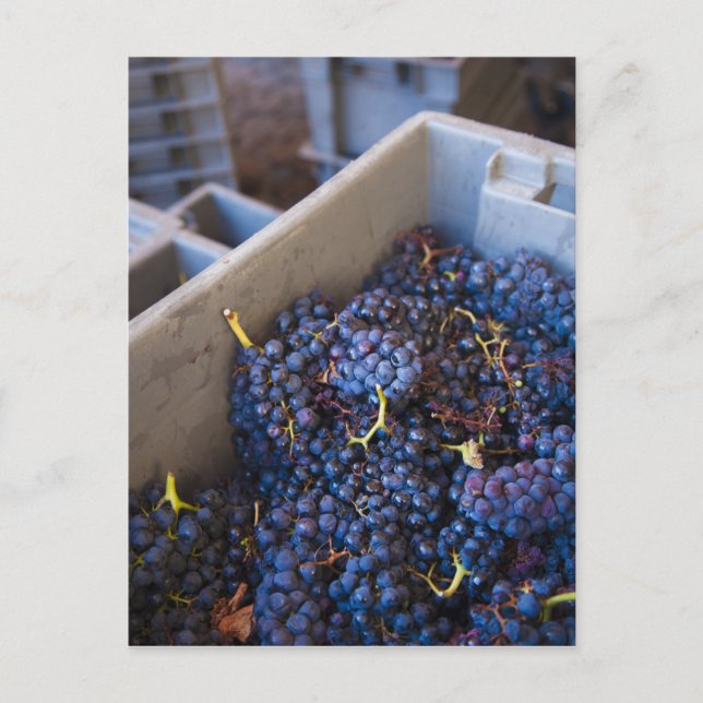 Carte Postale Bodega Marques de Riscal (Devant)