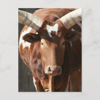 Carte Postale Boeuf d'Ankole-Watusi avec les klaxons énormes
