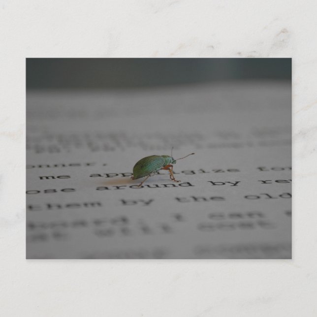 Carte Postale Bogue Office (Devant)