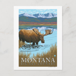 Carte Postale Boire de l'orignal au lac - Montana