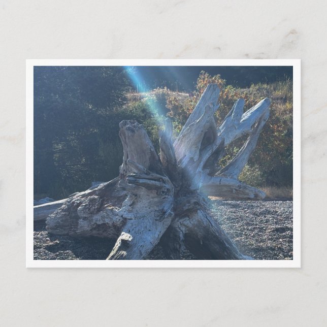 Carte Postale Bois (Devant)