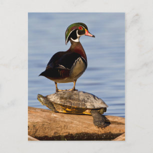 Carte Postale Bois Canard mâle debout sur le glisseur à oreilles